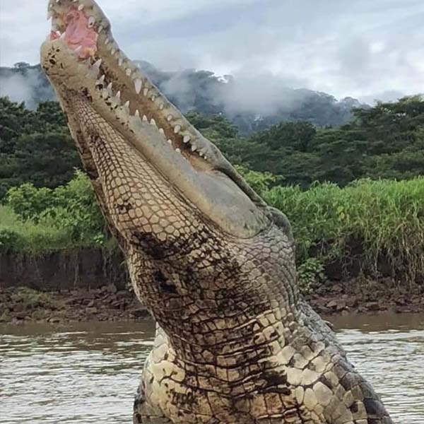 Crocodile Tour Costa Rica